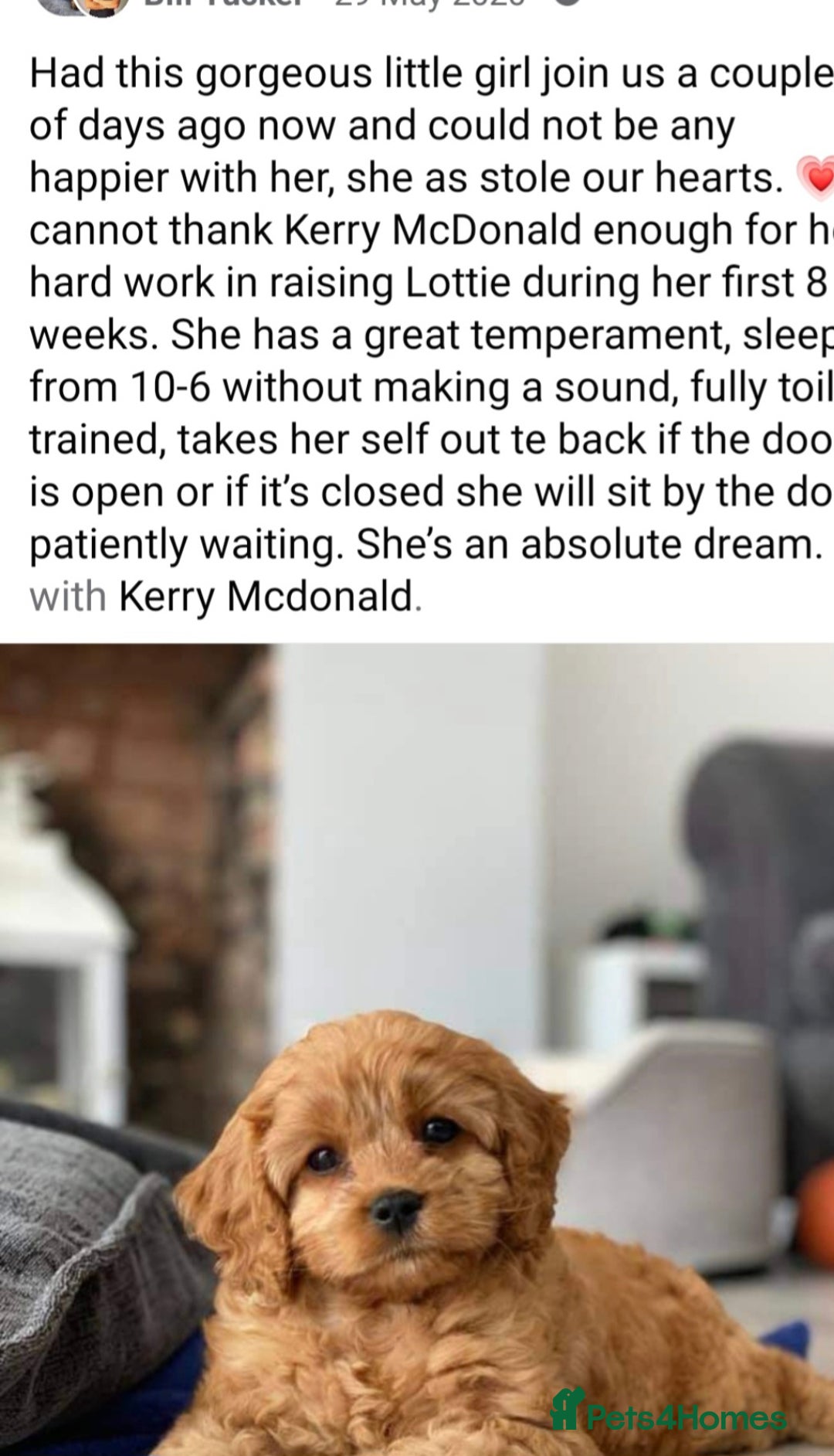Cavapoo dogs for sale: Stunning Deep red health tested f1 cavapoos  - Image 14
