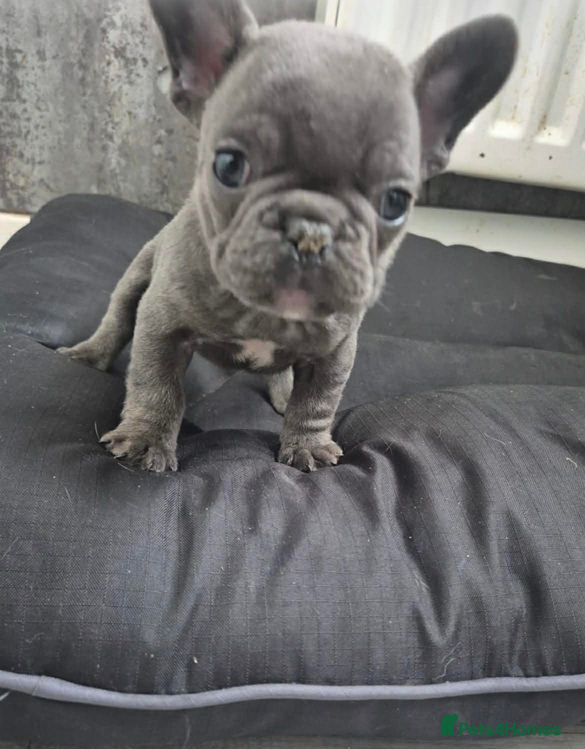 French Bulldog dogs Mini French bulldog  - Advert 1
