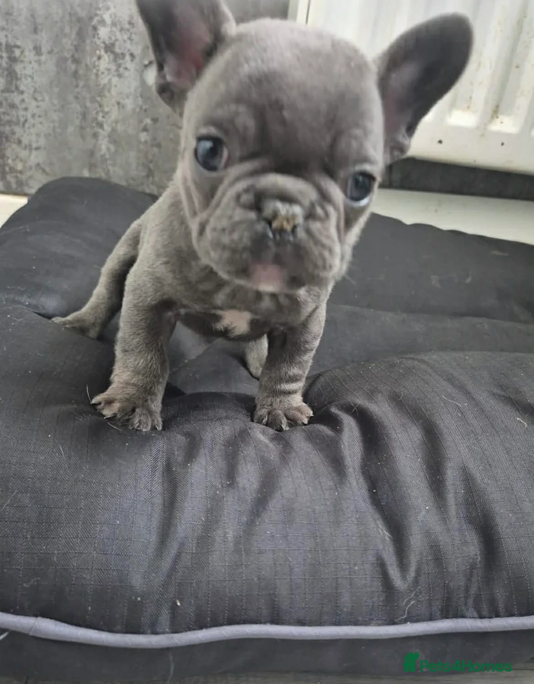 French Bulldog dogs for sale: Mini French bulldog  in Gateshead - Advert 1