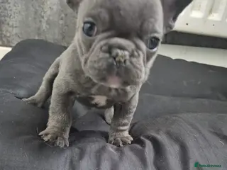 French Bulldog dogs Mini French bulldog - Advert 1