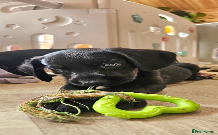 Labrador Retriever dogs - Advert 8