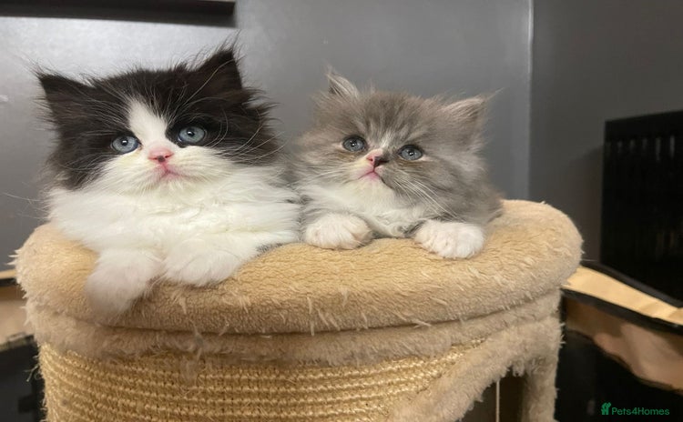 Persian cats - Advert 1