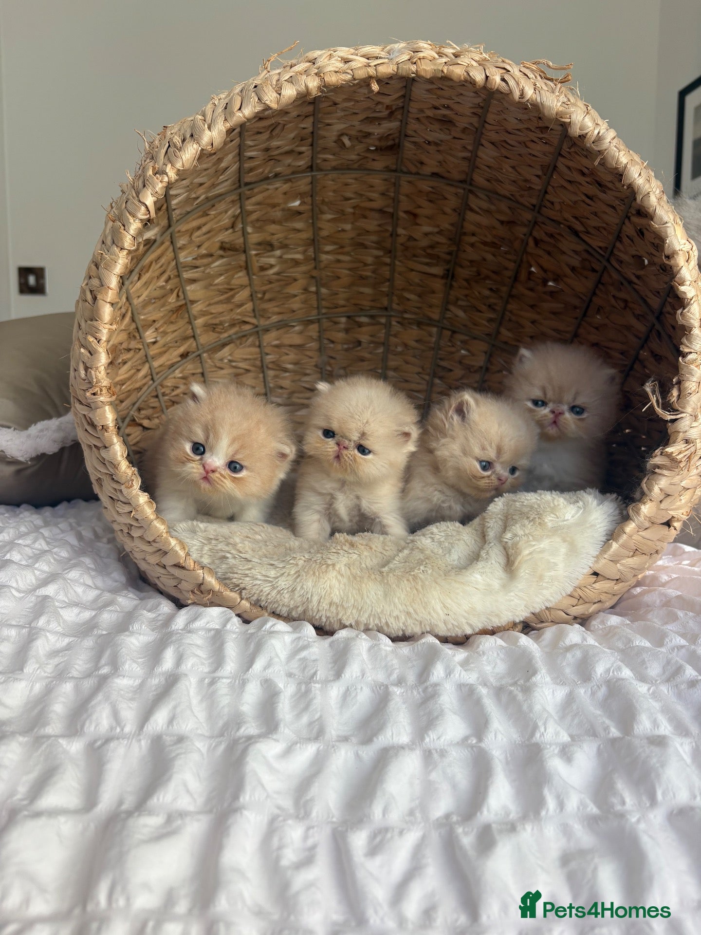 Persian cats Beautiful Persian kittens - Advert 14