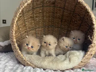 Persian cats Beautiful Persian kittens - Advert 1