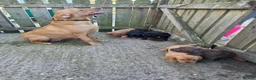 Cockerdor dogs for sale: Cockerdor puppies - Advert 8