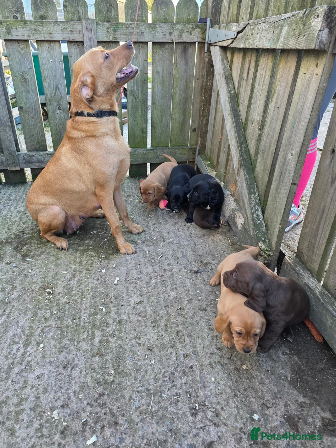 Cockerdor dogs for sale: Cockerdor puppies - Advert 8