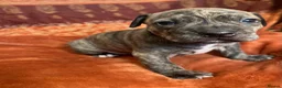 Staffordshire Bull Terrier dogs for sale: Staffordshire Bull Terrier Puppies🐾 - Advert 13