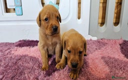 Labrador Retriever dogs for sale: ONLY 1 BEAUTIFUL KC FOX RED GIRL LAB AVAILABLE - Image 27