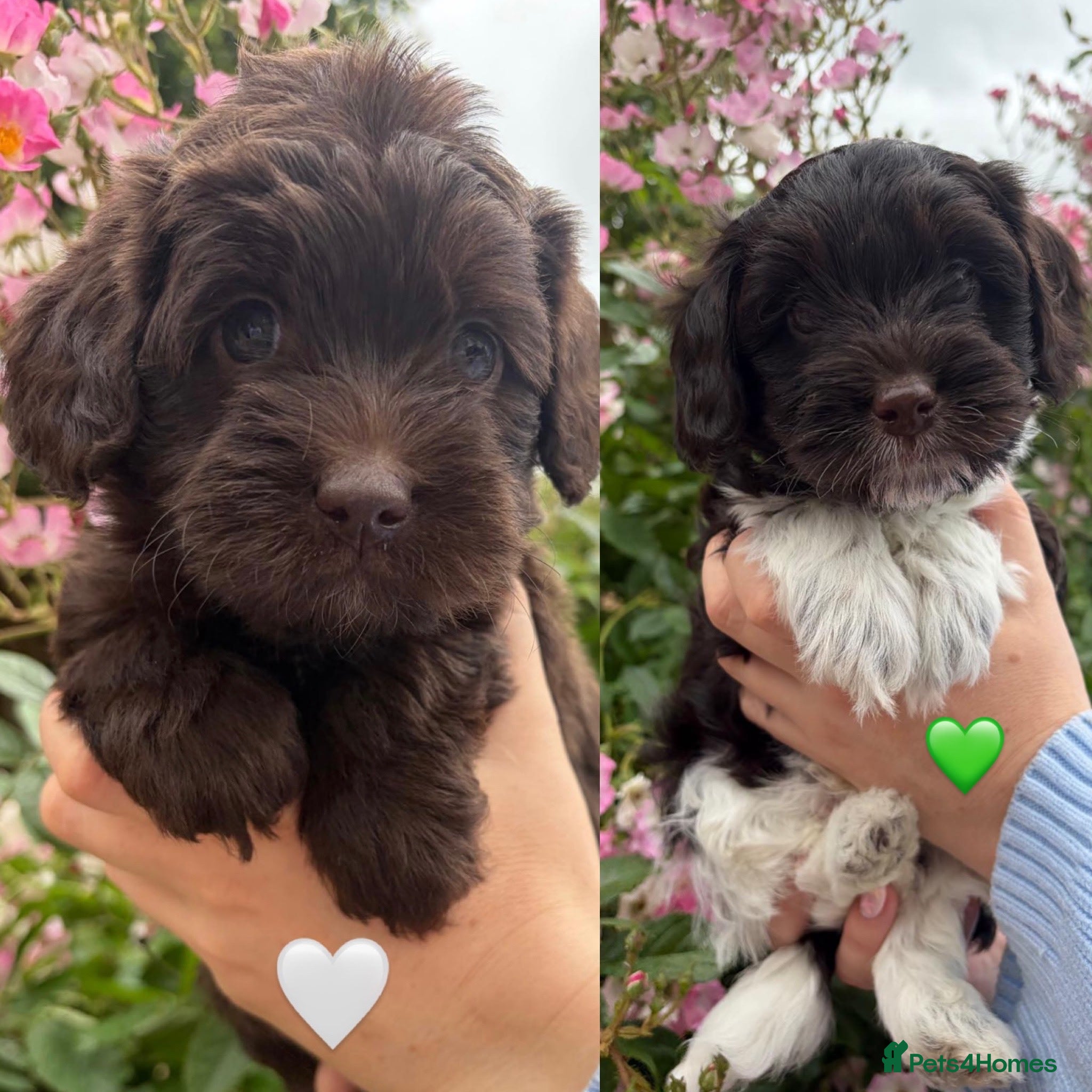 Australian Labradoodle dogs Miniature Australian Labradoodle Puppies - Advert 3
