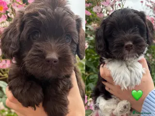 Australian Labradoodle dogs Miniature Australian Labradoodle Puppies - Advert 3