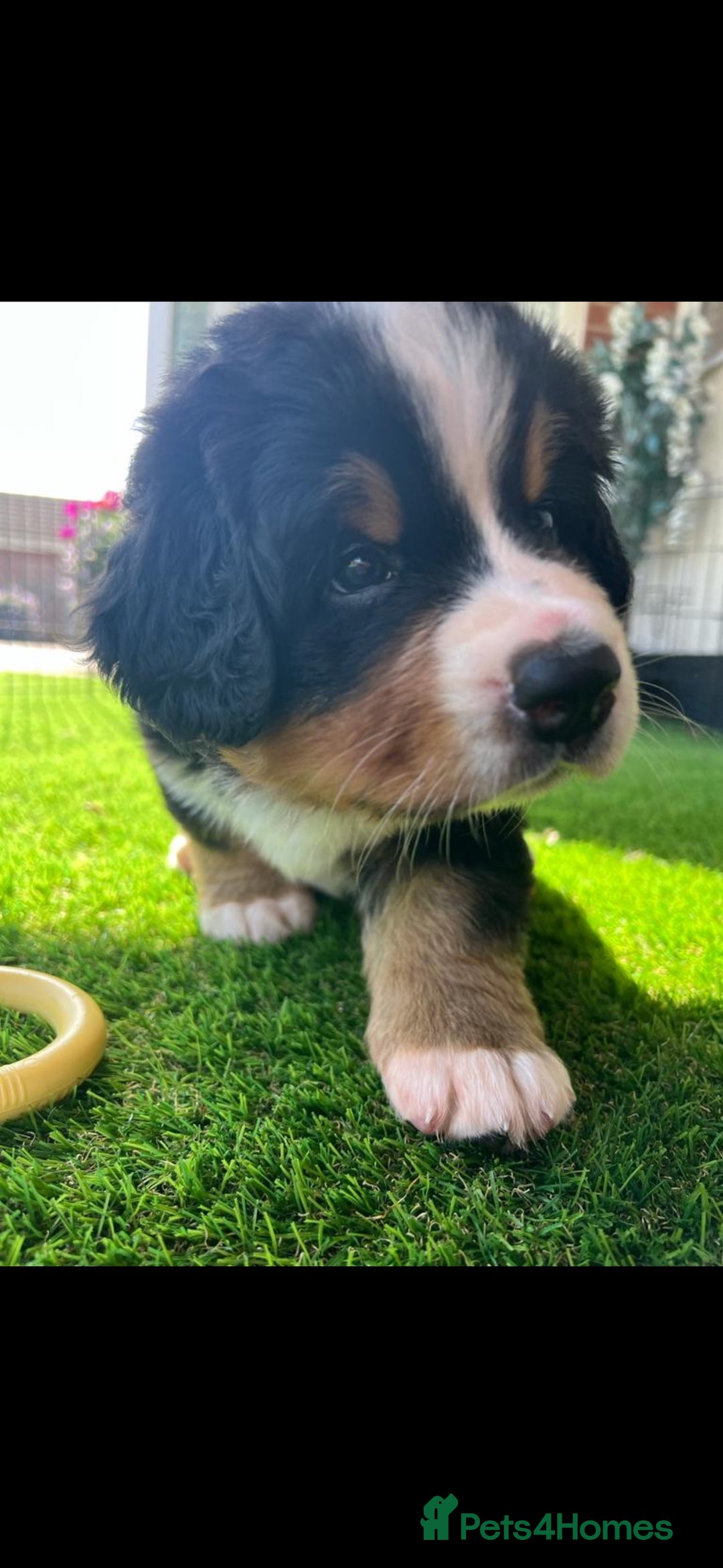 Bernese Mountain Dog dogs for stud: 🔥 CRUZ💥 TOP QUALITY BERNESE MOUNTAIN DOG STUD in Whitehaven - Image 34