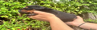 Dobermann Puppy 2