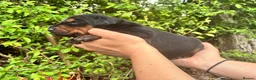 Dobermann dogs for sale: Outstanding KC Health tested Doberman puppies  - Advert 4