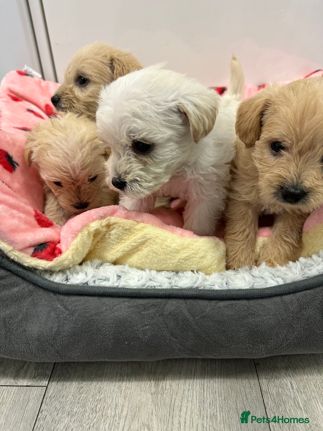 Mixed Breed dogs for sale: Westiepoo puppies - Advert 7