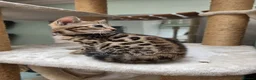 Bengal cats for sale: TICA REGISTERED BROWN ROSETTED BENGAL KITTENS  - Advert 23