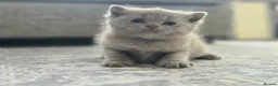 British Shorthair cats for sale: Gorgeous British Shorthair kittens Cute & Adorable - Advert 8