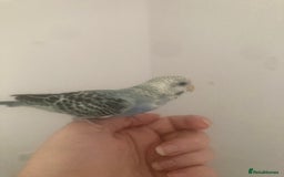 Budgerigars birds for sale: Beautiful Budgie Baby Boy  - Image 2
