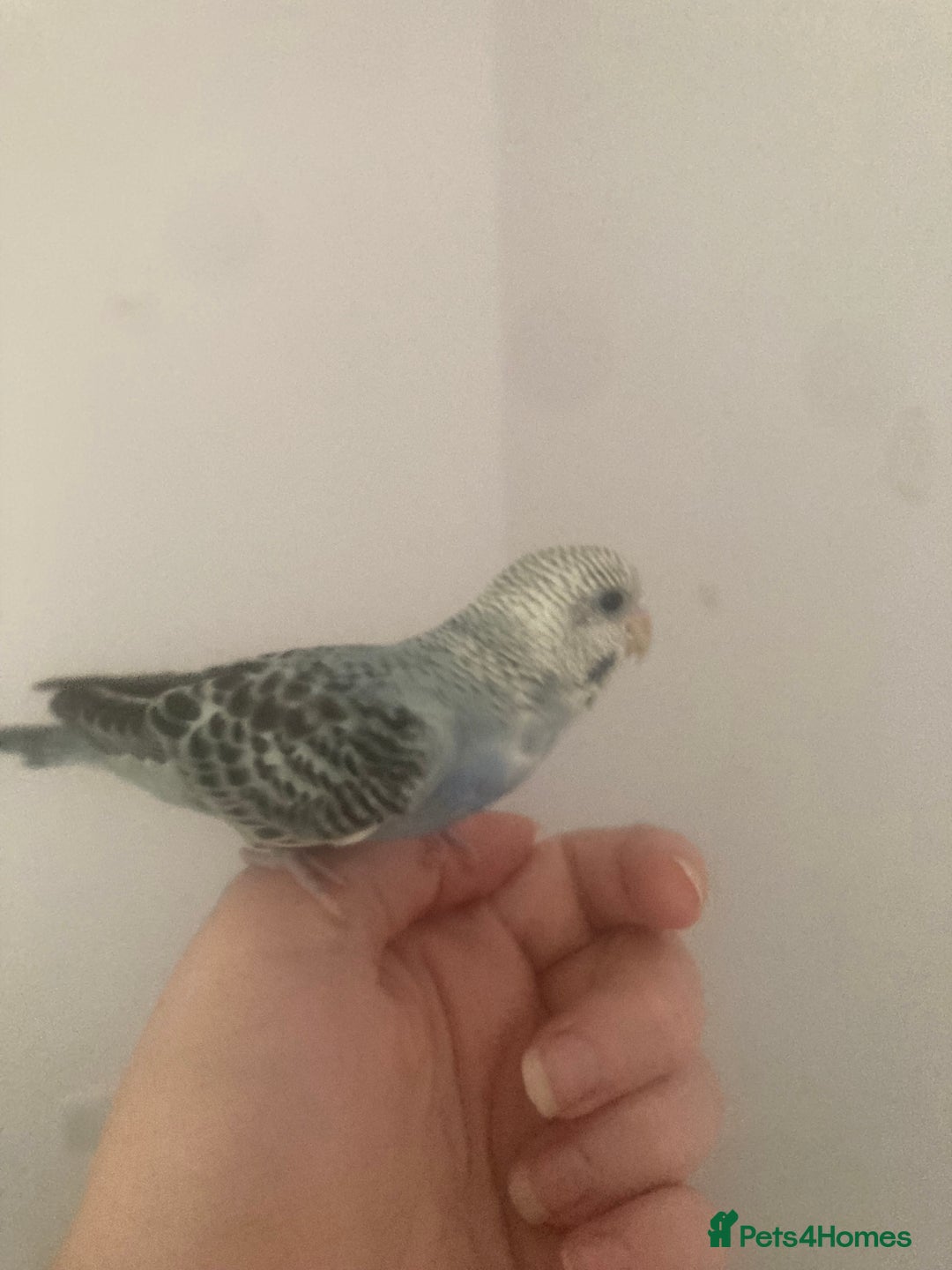 Budgerigars birds for sale: Beautiful Budgie Baby Boy  - Image 2