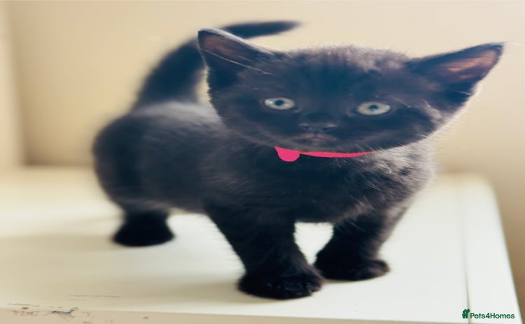 British Shorthair cats - Advert 4