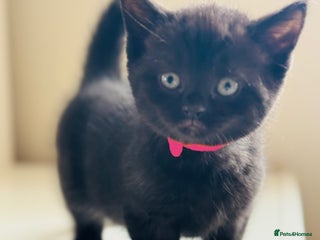 British Shorthair cats - Advert 33