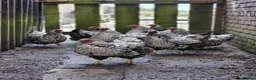 Chickens poultry for sale: Silver Laced Wyandotte hens - Advert 2