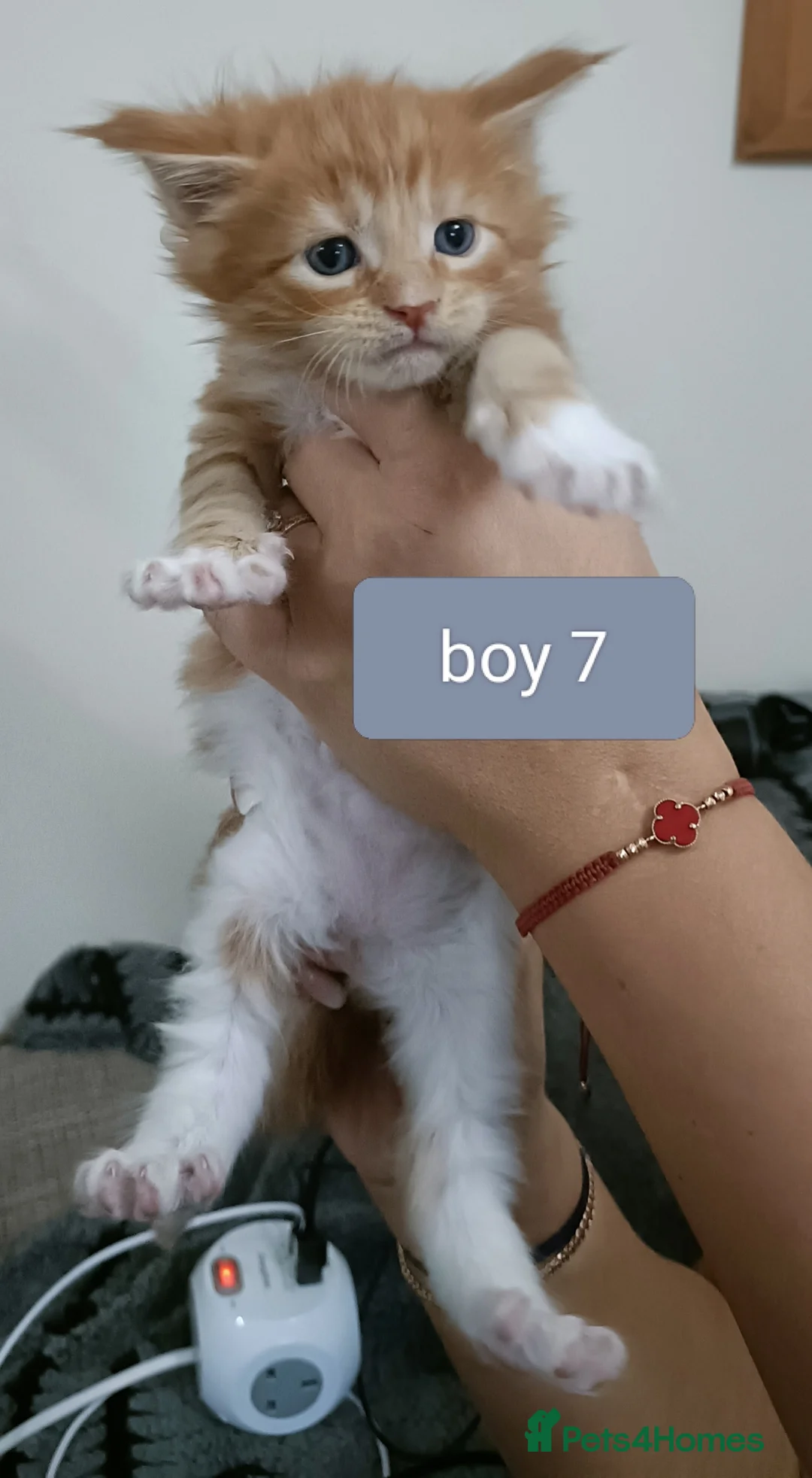 Maine Coon cats for sale: 😻😻😻Adorable fluffy Maine Coon kittens 😻😻😻 - Advert 6