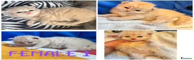 FEMALE Maine Coon Kitten 1