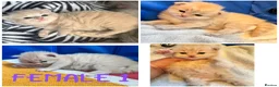 Maine Coon cats for sale: MAGICAL MAINE COON KITTENS - Advert 18