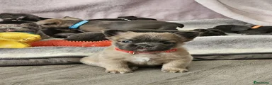 Fluffy French Bulldog Puppy 5