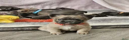 French Bulldog dogs for sale: NEW VIDEOS Gorgeous French Bull Dog Puppies - Advert 18