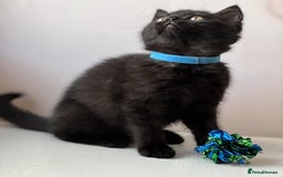 British Shorthair cats for sale: British Shorthair kittens - Image 15