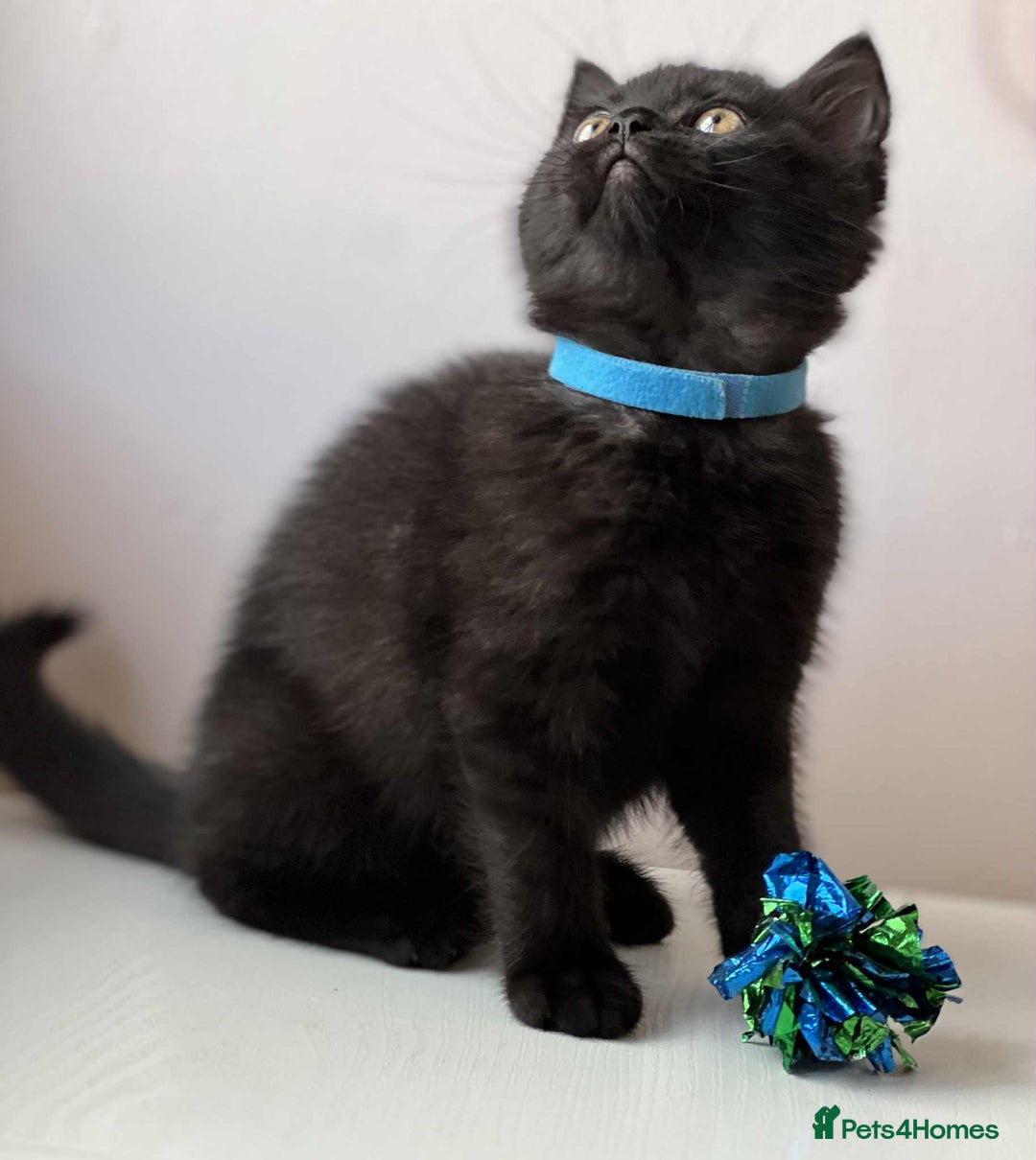 British Shorthair cats for sale: British Shorthair kittens - Image 15
