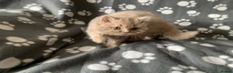 British Longhair cats for sale: GCCF kittens  - Advert 12