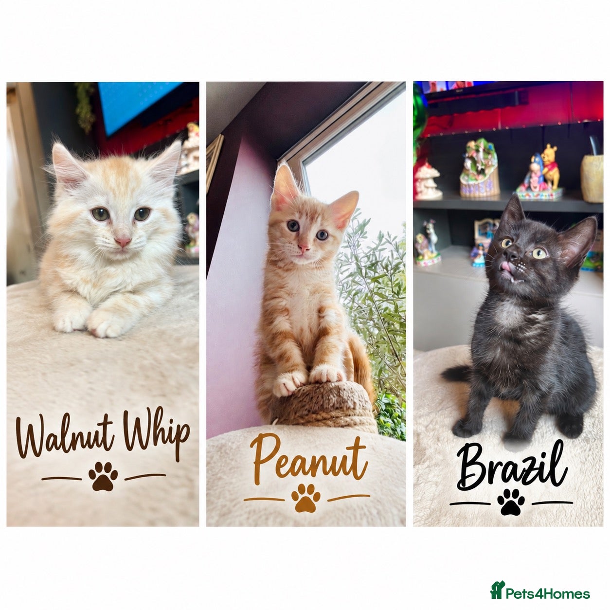 Maine Coon cats  Maine Coon X ready to take over your sofa - Advert 1