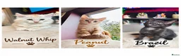 Maine Coon cats for sale:  Maine Coon X ready NOW - Advert 1