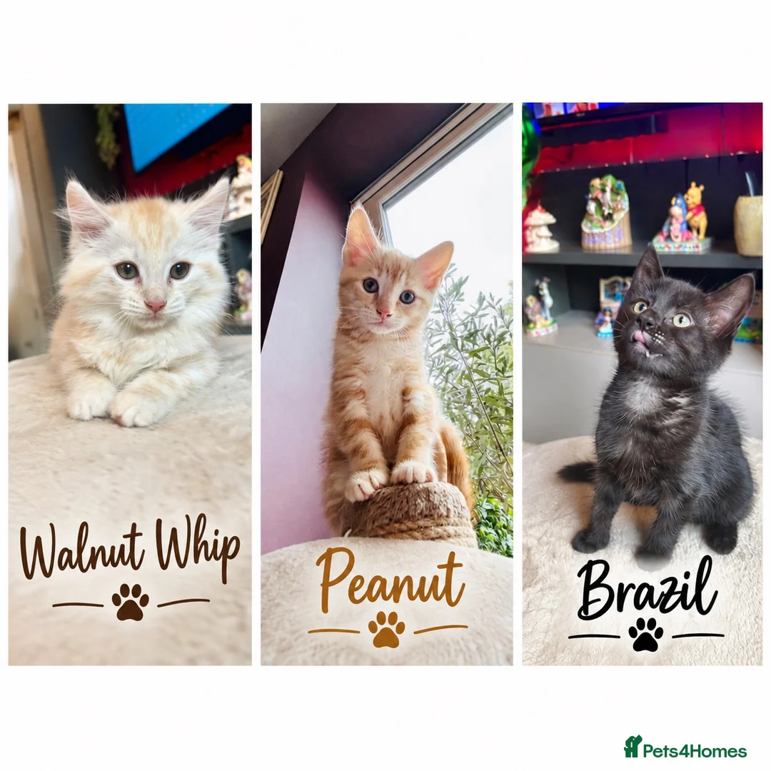 Maine Coon cats for sale:  Maine Coon X ready NOW - Advert 1