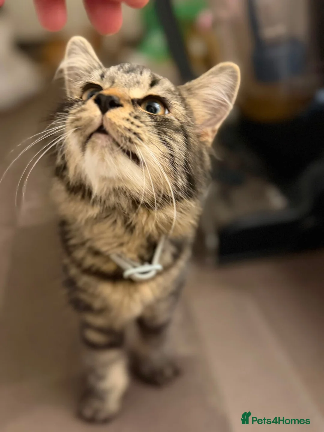 Mixed Breed cats for sale: Tortoiseshell Kitten Girl - Advert 2
