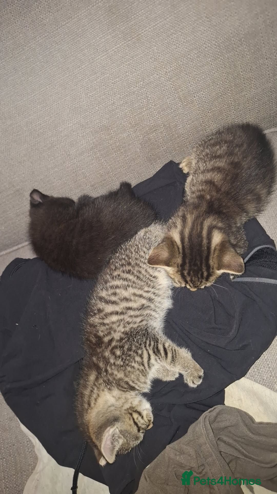 Mixed Breed cats Mixed tabby short haired - Advert 1