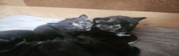 Mixed Breed cats for sale: Kittens - long hair - calico - Advert 5