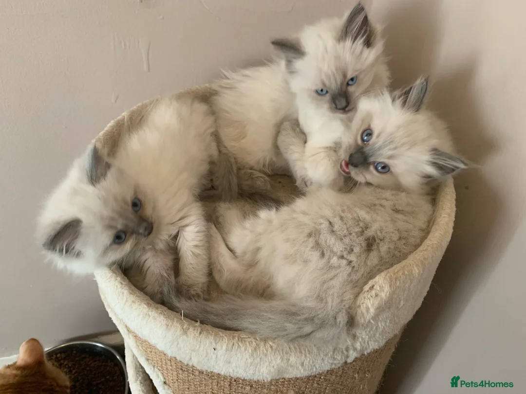 Ragdoll cats for stud: TICA/GCCF Active The famous ROMEO Blue Point STUD! in Tipton - Advert 11