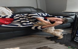 Poochon dogs for sale: Poochons💥 2 Beauties READY TO LEAVE NOW 💥  - Image 8