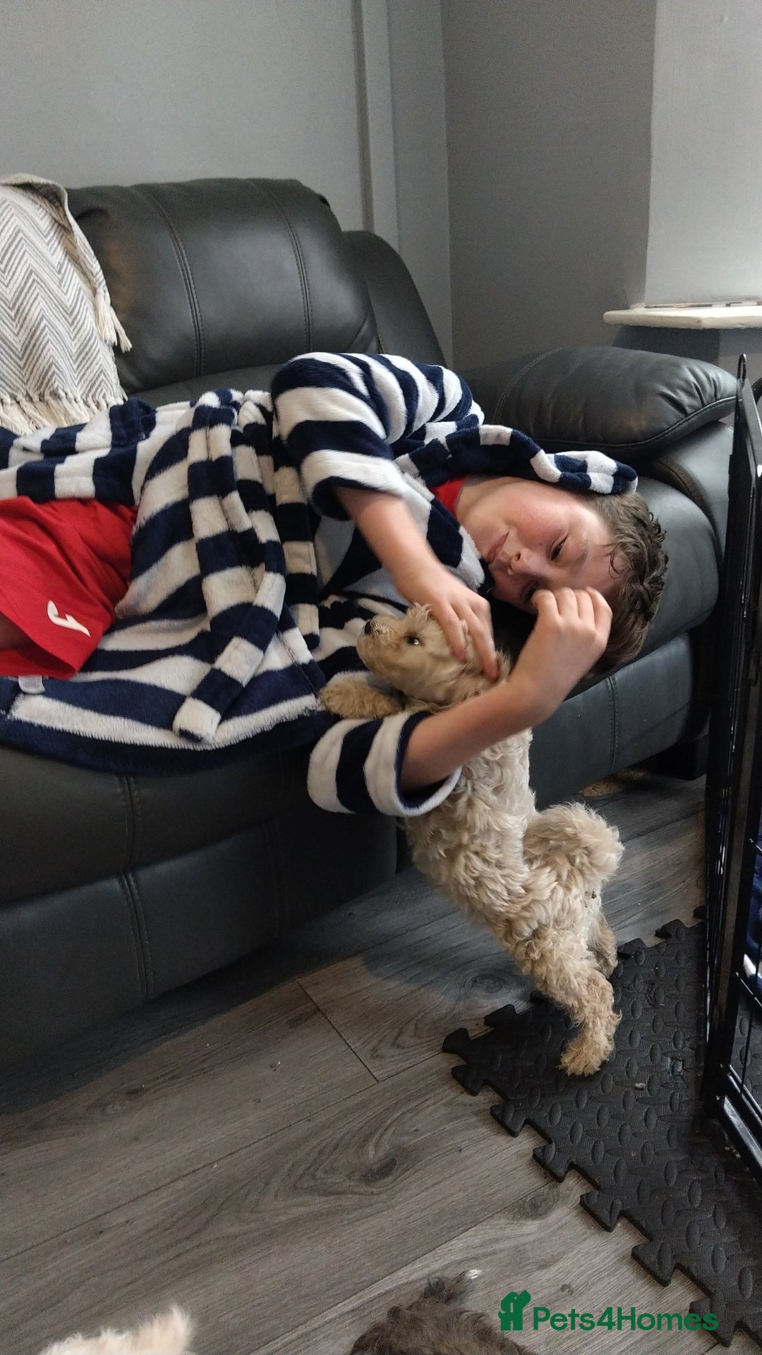 Poochon dogs for sale: Poochons💥 2 Beauties READY TO LEAVE NOW 💥  - Image 8