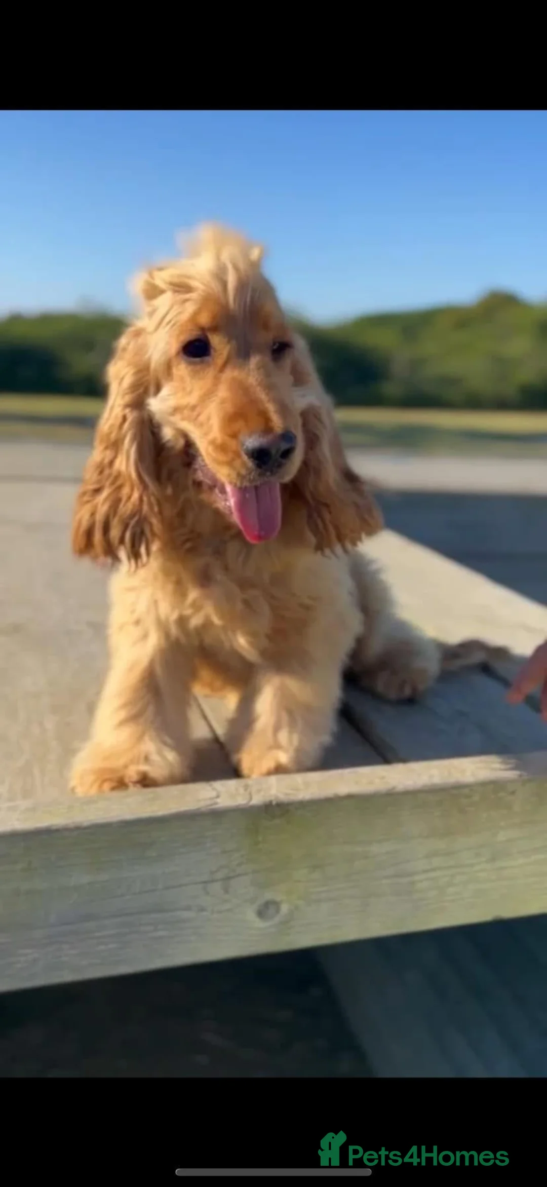 Cocker Spaniel dogs for stud: Tricoloured Cocker Spaniel stud - Advert 5