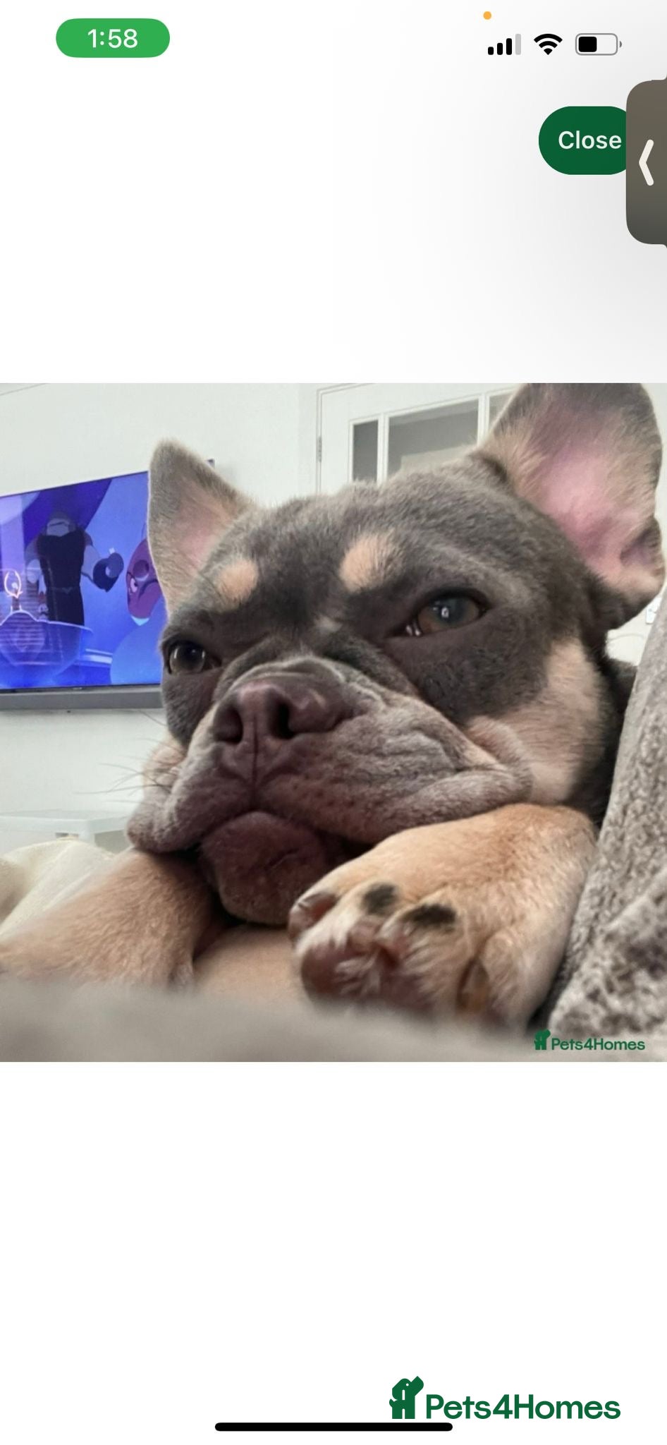 French Bulldog dogs Blue and tan female French bulldog  - Advert 18