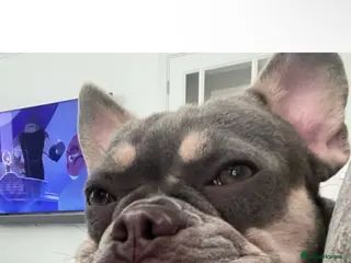 French Bulldog dogs Blue and tan female French bulldog - Advert 11