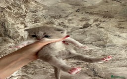 British Shorthair cats for sale: 🍫 🧸Beautiful TICA Registered British Short 🧸🍫 - Image 10