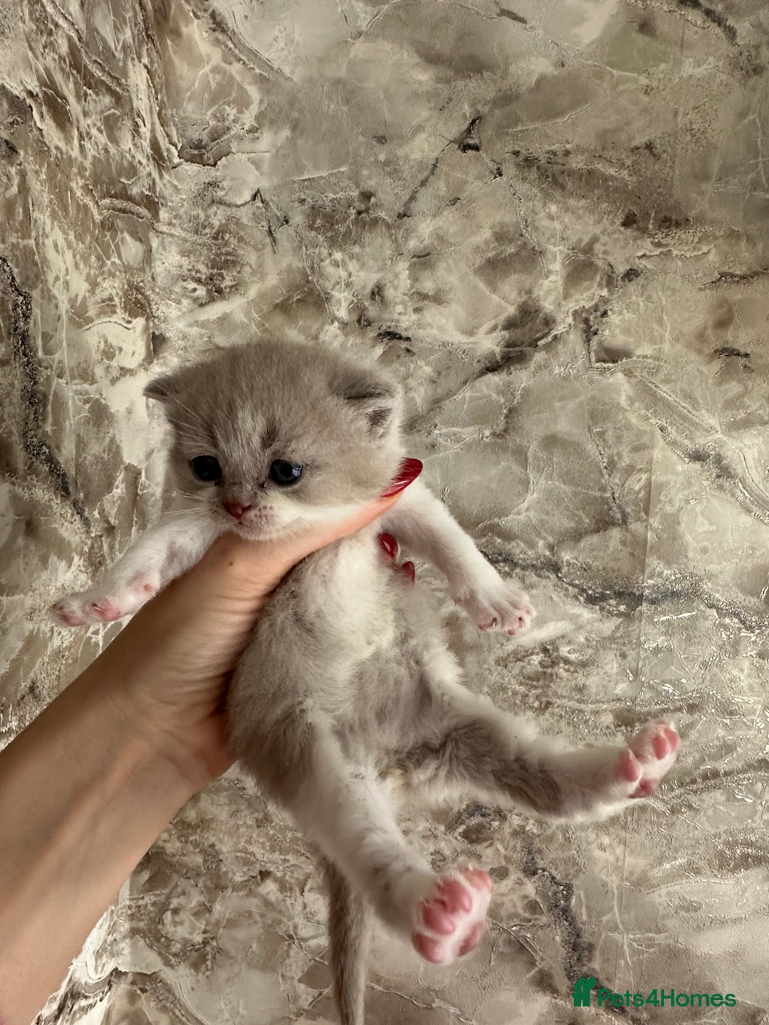 British Shorthair cats for sale: 🍫 🧸Beautiful TICA Registered British Short 🧸🍫 - Image 10