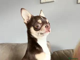 Chihuahua dogs Tiny and proven beautiful boy - Advert 2