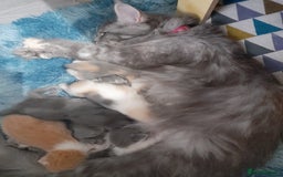 Ragcoon cats for sale: Stunning, and chunky ragcoons  - Image 25