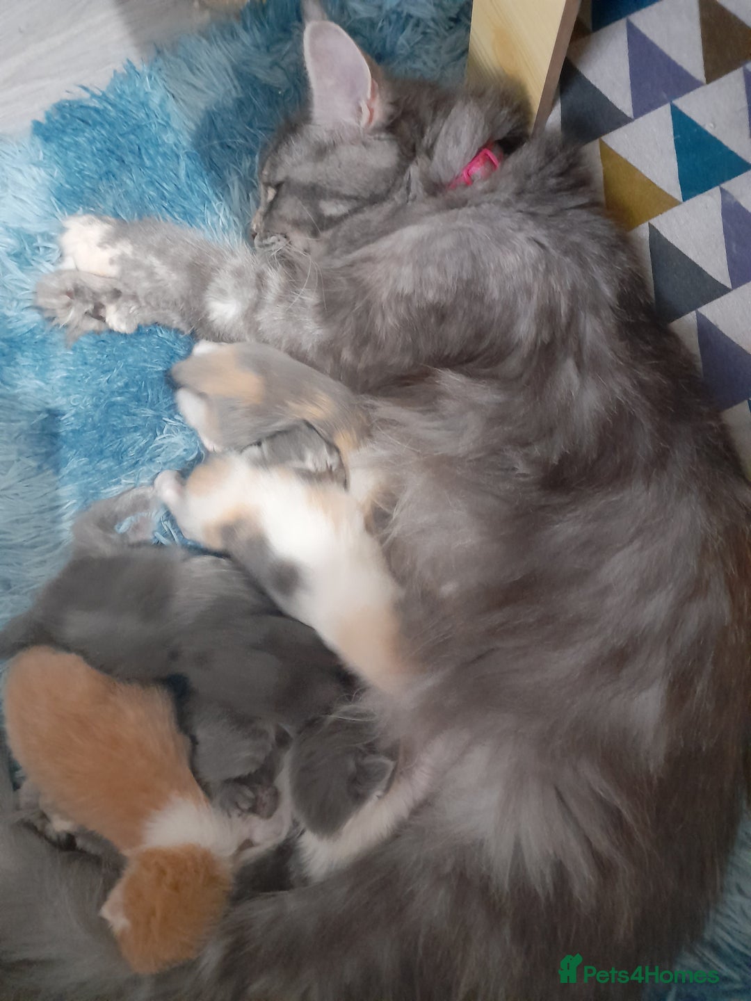 Ragcoon cats for sale: Stunning, and chunky ragcoons  - Image 25